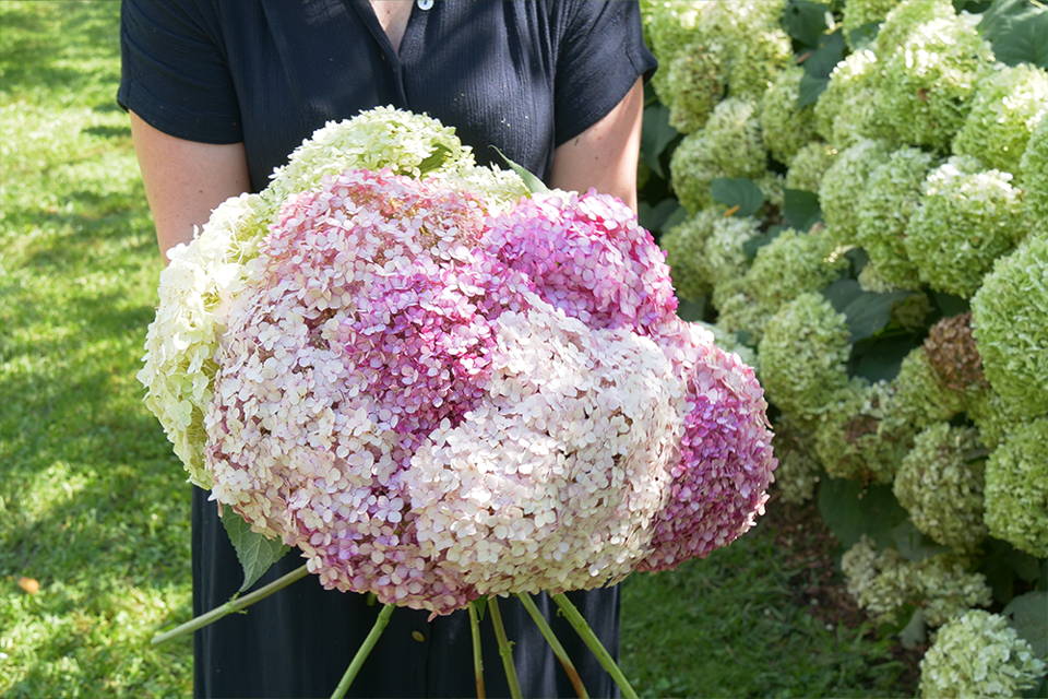 Woman holding dozens of cut hydrangea flowers